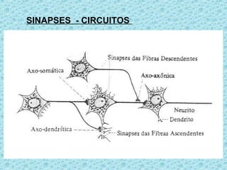 SINAPSES - CIRCUITOS
 