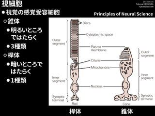 2018.05.16
Takuya KOUMURA
cycentum.com
視細胞
⚫視覚の感覚受容細胞
桿体 錐体
Principles of Neural Science
⚪錐体
⚫明るいところ
ではたらく
⚫3種類
⚪桿体
⚫暗いところ...