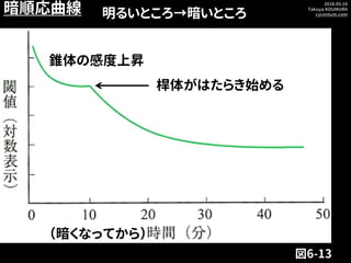 2018.05.16
Takuya KOUMURA
cycentum.com
図6-13
明るいところ→暗いところ
（暗くなってから）
暗順応曲線
桿体がはたらき始める
錐体の感度上昇
 