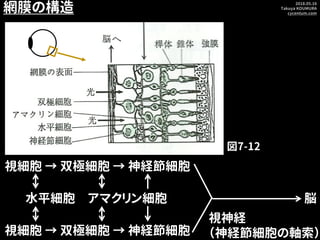 2018.05.16
Takuya KOUMURA
cycentum.com
視細胞 → 双極細胞 → 神経節細胞
視神経
（神経節細胞の軸索）
脳水平細胞 アマクリン細胞
網膜の構造
図7-12
視細胞 → 双極細胞 → 神経節細胞
 