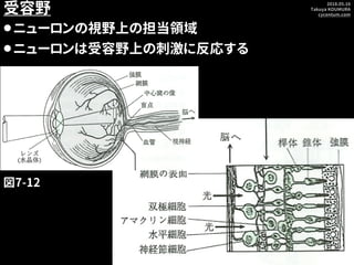 2018.05.16
Takuya KOUMURA
cycentum.com
受容野
⚫ニューロンの視野上の担当領域
⚫ニューロンは受容野上の刺激に反応する
図7-12
 