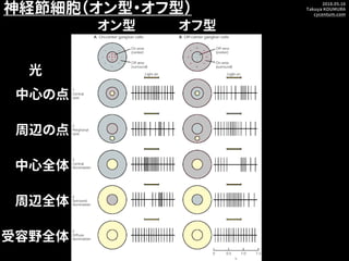 2018.05.16
Takuya KOUMURA
cycentum.com
神経節細胞（オン型・オフ型）
中心の点
周辺の点
中心全体
周辺全体
受容野全体
オン型 オフ型
光
 