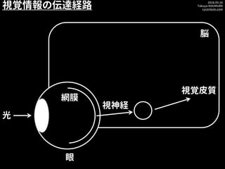 2018.05.16
Takuya KOUMURA
cycentum.com
視覚情報の伝達経路
光
眼
視細胞
脳
視神経
網膜
視覚皮質
 