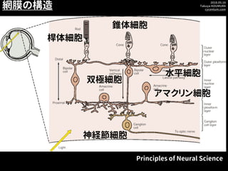 2018.05.16
Takuya KOUMURA
cycentum.com
Principles of Neural Science
桿体細胞
錐体細胞
双極細胞
アマクリン細胞
神経節細胞
網膜の構造
水平細胞
 