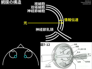2019.05.15
Takuya KOUMURA
cycentum.com
光
視細胞
双極細胞
神経節細胞
情報伝達
神経節乳頭
図７－９
網膜の構造
図7-12
 