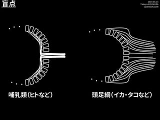 2019.05.15
Takuya KOUMURA
cycentum.com
盲点
頭足綱（イカ・タコなど）哺乳類（ヒトなど）
・ ・ ・
・ ・ ・
・ ・ ・
・ ・ ・
 