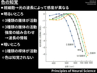 2019.05.15
Takuya KOUMURA
cycentum.com
色の知覚
⚫視細胞→光の波長によって感度が異なる
Principles of Neural Science
⚫明るいところ
⚪3種類の錐体が活動
⚪3種類の錐体の活動...
