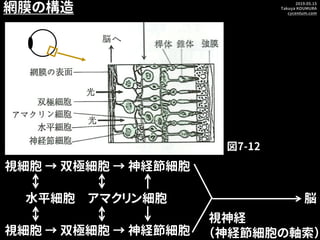 2019.05.15
Takuya KOUMURA
cycentum.com
視細胞 → 双極細胞 → 神経節細胞
視神経
（神経節細胞の軸索）
脳水平細胞 アマクリン細胞
網膜の構造
図7-12
視細胞 → 双極細胞 → 神経節細胞
 