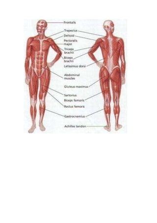 muscular system