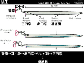 2019.06.12
Takuya KOUMURA
cycentum.com
蝸牛
鼓膜
耳小骨
正円窓 基底膜卵円窓
Principles of Neural Science
鼓膜→耳小骨→卵円窓→リンパ液→正円窓
↓
基底膜
 