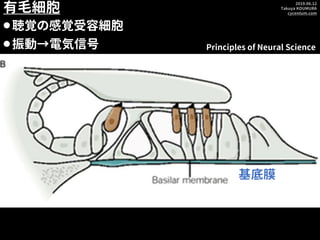 2019.06.12
Takuya KOUMURA
cycentum.com
有毛細胞
⚫聴覚の感覚受容細胞
⚫振動→電気信号 Principles of Neural Science
基底膜
 