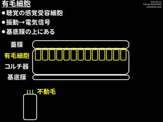2019.06.12
Takuya KOUMURA
cycentum.com
有毛細胞
⚫聴覚の感覚受容細胞
⚫振動→電気信号
⚫基底膜の上にある
基底膜
コルチ器
有毛細胞
蓋膜
不動毛
 
