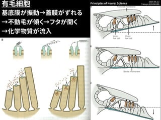 2019.06.12
Takuya KOUMURA
cycentum.com
有毛細胞
基底膜が振動→蓋膜がずれる
→不動毛が傾く→フタが開く
→化学物質が流入
Principles of Neural Science
 
