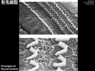 2019.06.12
Takuya KOUMURA
cycentum.com
有毛細胞
Principles of
Neural Science
 