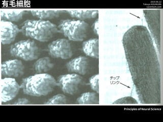 2019.06.12
Takuya KOUMURA
cycentum.com
有毛細胞
Principles of Neural Science
 