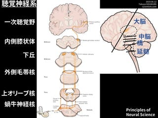 2019.06.12
Takuya KOUMURA
cycentum.com
聴覚神経系
蝸牛神経核
上オリーブ核
外側毛帯核
下丘
内側膝状体
一次聴覚野
Principles of
Neural Science
大脳
中脳
延髄
橋
 