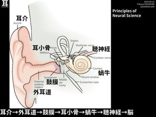 2019.06.12
Takuya KOUMURA
cycentum.com
耳
耳介→外耳道→鼓膜→耳小骨→蝸牛→聴神経→脳
外耳道
耳小骨
鼓膜
蝸牛
聴神経
耳介
Principles of
Neural Science
 