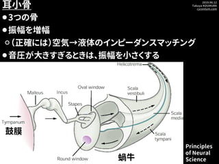 2019.06.12
Takuya KOUMURA
cycentum.com
耳小骨
⚫3つの骨
⚫振幅を増幅
⚪（正確には）空気→液体のインピーダンスマッチング
⚫音圧が大きすぎるときは、振幅を小さくする
蝸牛
鼓膜
Principles
o...