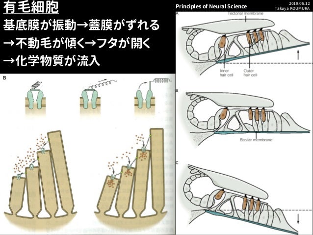 専修大学 基礎心理学入門 心理学101 耳