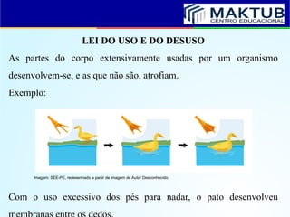 LEI DO USO E DO DESUSO
As partes do corpo extensivamente usadas por um organismo
desenvolvem-se, e as que não são, atrofiam.
Exemplo:
Com o uso excessivo dos pés para nadar, o pato desenvolveu
Imagem: SEE-PE, redesenhado a partir de imagem de Autor Desconhecido.
 