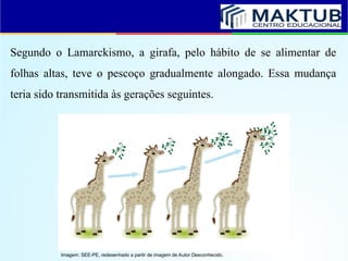 Segundo o Lamarckismo, a girafa, pelo hábito de se alimentar de
folhas altas, teve o pescoço gradualmente alongado. Essa mudança
teria sido transmitida às gerações seguintes.
Imagem: SEE-PE, redesenhado a partir de imagem de Autor Desconhecido.
 