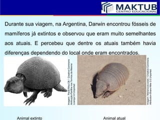 Durante sua viagem, na Argentina, Darwin encontrou fósseis de
mamíferos já extintos e observou que eram muito semelhantes
aos atuais. E percebeu que dentre os atuais também havia
diferenças dependendo do local onde eram encontrados.
Animal extinto Animal atual
Imagem:
Marianocecowski
/
Creative
Commons
Attribution-Share
Alike
3.0
Unported
Imagem:
Pavel.Riha.CB
/
Creative
Commons
Atribuição-Partilha
nos
Termos
da
Mesma
Licença
3.0
Unported
 