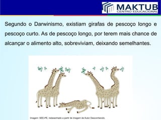 Segundo o Darwinismo, existiam girafas de pescoço longo e
pescoço curto. As de pescoço longo, por terem mais chance de
alcançar o alimento alto, sobreviviam, deixando semelhantes.
Imagem: SEE-PE, redesenhado a partir de imagem de Autor Desconhecido.
 