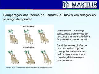 Comparação das teorias de Lamarck e Darwin em relação ao
pescoço das girafas
Lamarckismo – o esforço
conduziu ao crescimento dos
pescoços e esta característica
foi passada à descendência.
Darwinismo – As girafas de
pescoço mais comprido
conseguiram alimentar-se
melhor do que as outras e,
como tal, deixaram mais
descendentes.
Imagem: SEE-PE, redesenhado a partir de imagem de Autor Desconhecido.
 