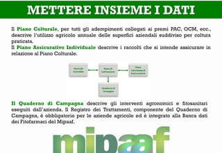 METTERE INSIEME I DATI 
Il Piano Colturale, per tutti gli adempimenti collegati ai premi PAC, OCM, ecc., descrive l’utilizzo agricolo annuale delle superfici aziendali suddiviso per coltura praticata. 
Il Piano Assicurativo Individuale descrive i raccolti che si intende assicurare in relazione al Piano Colturale. 
Il Quaderno di Campagna descrive gli interventi agronomici e fitosanitari eseguiti dall’azienda. Il Registro dei Trattamenti, componente del Quaderno di Campagna, è obbligatorio per le aziende agricole ed è integrato alla Banca dati dei Fitofarmaci del Mipaaf.  