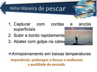 1. Capturar com cordas e anzóis
superficiais
2. Subir a bordo rapidamente
3. Abater com golpe na cabeça
Armazenamento em baixas temperaturas
 