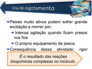 Peixes muito ativos podem sofrer grande
excitação e morrer por:
Intensa agitação quando ficam presos
nos fios
O próprio equipamento de pesca.
Consequência dessa atividade: rigor
mortis
É o resultado das reações
bioquímicas complexas no músculo.
 
