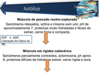 Músculo de pescado recém-capturado
Sarcômeros relaxados, actina e miosina sem unir, pH de
aproximadamente 7, proteínas muito hidratadas e fáceis de
extrair, carne firme e compacta.
Músculo em rigidez cadavérica
Sarcômeros parcialmente contraídos, actomiosina, ph aprox.
6, proteínas difícies de hidratar e extrair, carne rígida e dura.
ATP  ADP
Liberação de Cálcio do
RE
 
