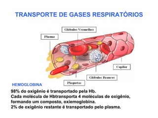 TRANSPORTE DE GASES RESPIRATÓRIOS




HEMOGLOBINA
98% do oxigênio é transportado pela Hb.
Cada molécula de Hbtransporta 4 moléculas de oxigênio,
formando um composto, oxiemoglobina.
2% de oxigênio restante é transportado pelo plasma.
 