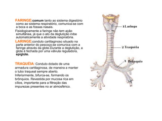 FARINGE:comum tanto ao sistema digestório
                                                   .
como ao sistema respiratório, comunica‐se com
a boca e as fossas nasais.
Fisiologicamente a faringe não tem ação
simultânea, já que o ato da deglutição inibe
automaticamente a atividade respiratória.
LARINGE:conduto cartilaginoso situado na
parte anterior do pescoço;se comunica com a
faringe através da glote.Durante a deglutição, a
glote é fechada por uma válvula reguladora,
epiglote.


TRAQUÉIA: Conduto dotado de uma
armadura cartilaginosa, de maneira a manter
o tubo traqueal sempre aberto.
Inferiormente, bifurca‐se, formando os
brônquios. Revestida por mucosa rica em
cílios, importante para a filtração das
impurezas presentes no ar atmosférico.
 