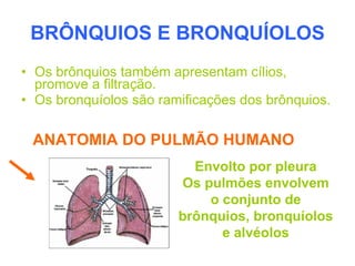 BRÔNQUIOS E BRONQUÍOLOS
• Os brônquios também apresentam cílios,
  promove a filtração.
• Os bronquíolos são ramificações dos brônquios.

 ANATOMIA DO PULMÃO HUMANO
                          Envolto por pleura
                        Os pulmões envolvem
                            o conjunto de
                        brônquios, bronquíolos
                              e alvéolos
 