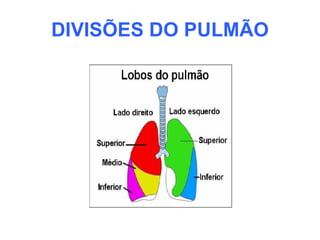 DIVISÕES DO PULMÃO
 