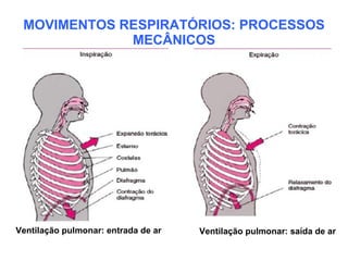 MOVIMENTOS RESPIRATÓRIOS: PROCESSOS
             MECÂNICOS




Ventilação pulmonar: entrada de ar   Ventilação pulmonar: saída de ar
 