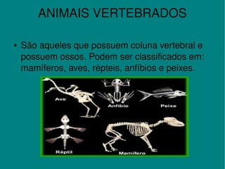 ANIMAIS VERTEBRADOS
●

 

São aqueles que possuem coluna vertebral e 
possuem ossos. Podem ser classificados em: 
mamíferos, aves, répteis, anfíbios e peixes.

 

 