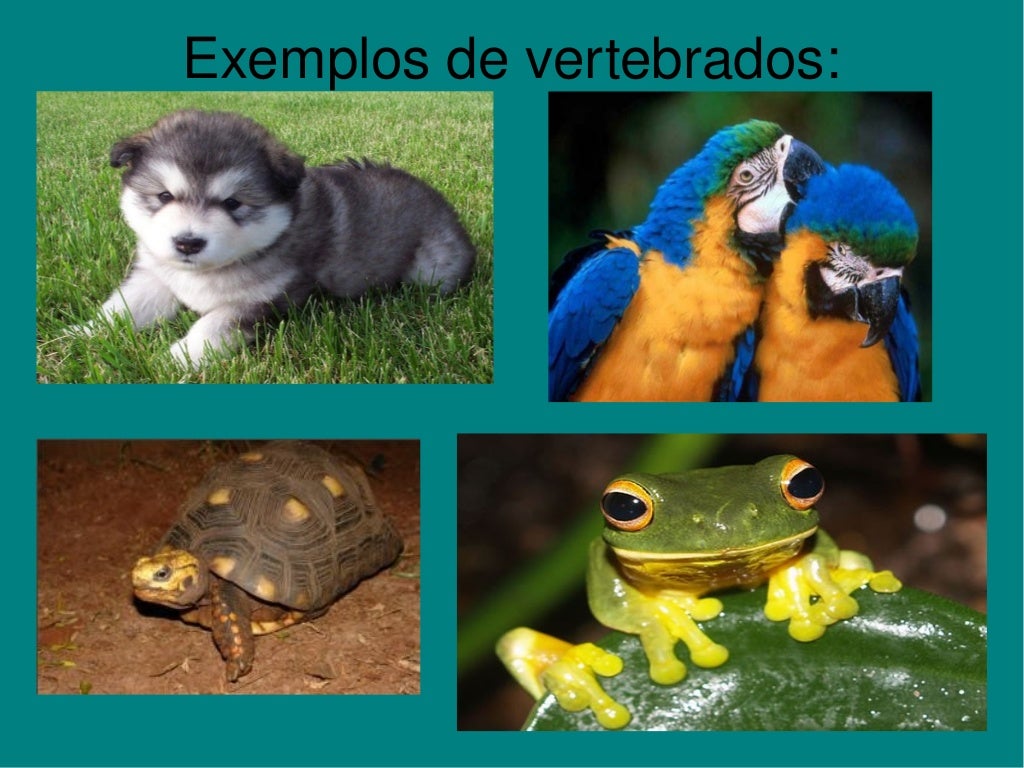 ANIMAIS VERTEBRADOS