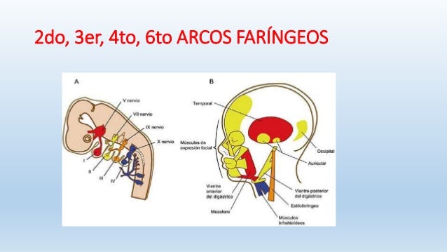 Arcos faringeos embriologia pdf to jpg