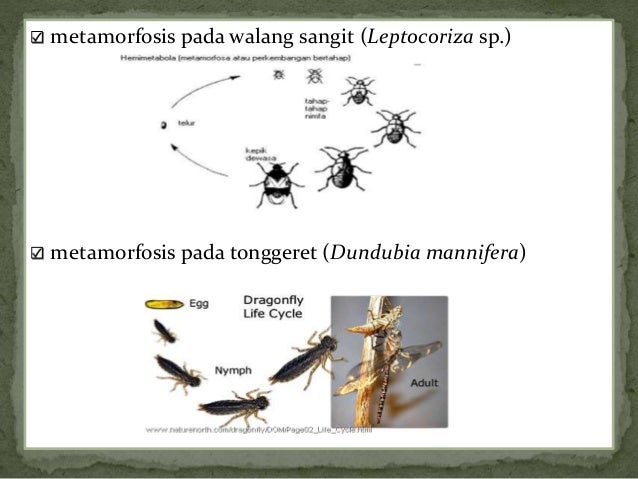 Slide Artrhopoda