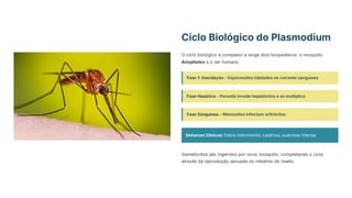 Ciclo Biológico do Plasmodium
O ciclo biológico é complexo e exige dois hospedeiros: o mosquito
Anopheles e o ser humano.
Fase 1: Inoculação - Esporozoítos injetados na corrente sanguínea
Fase Hepática - Parasita invade hepatócitos e se multiplica
Fase Sanguínea - Merozoítos infectam eritrócitos
Sintomas Clínicos: Febre intermitente, calafrios, sudorese intensa
Gametócitos são ingeridos por novo mosquito, completando o ciclo
através da reprodução sexuada no intestino do inseto.
 
