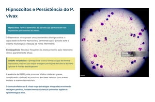Hipnozoítos e Persistência do P.
vivax
Hipnozoítos: Formas dormentes do parasita que permanecem nos
hepatócitos por semanas ou meses
O Plasmodium vivax possui uma característica biológica única: a
capacidade de formar hipnozoítos, permitindo que o parasita evite o
sistema imunológico e ressurja de forma intermitente.
Consequência: Recaídas frequentes da doença mesmo após tratamento
clínico aparentemente eficaz.
Desafio Terapêutico: A primaquina é o único fármaco capaz de eliminar
hipnozoítos, mas seu uso requer testagem prévia para deficiência de G6PD
(glicose-6-fosfato desidrogenase)
A ausência de G6PD pode provocar efeitos colaterais graves,
complicando a adesão ao protocolo em áreas remotas com acesso
limitado a exames laboratoriais.
O controle efetivo do P. vivax exige estratégias integradas envolvendo
testagem genética, fortalecimento da atenção primária e vigilância
epidemiológica ativa.
 
