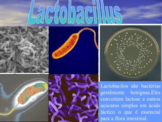 Lactobacilos são bactérias geralmente benignas.Eles convertem lactose e outros açúcares simples em ácido láctico o que é essencial para a flora intestinal. Lactobacillus 