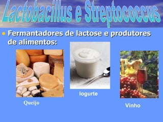 Fermantadores de lactose e produtores de alimentos: Queijo Iogurte Vinho Lactobacillus e Streptococcus 