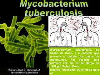 Doenças causadas por bactérias. Mycobacterium tuberculosis , ou bacilo de Koch, é a bactéria que provoca a maioria dos casos de tuberculose. Foi descrita pela primeira vez em 24 de Março de 1882,por Robert Koch. Doença facilmente transmitida pelo ar. Mycobacterium  tuberculosis 