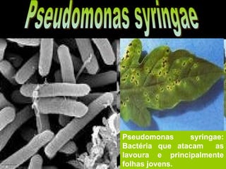 Doenças causadas por bactérias. Pseudomonas syringae: Bactéria que atacam  as lavoura e principalmente folhas jovens. Pseudomonas syringae 