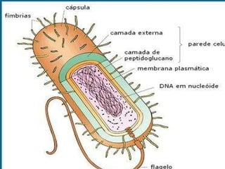 Estrutura Célula típica dos seres do Reino Monera 