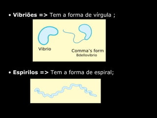 Vibriões =>  Tem a forma de vírgula ;  Espirilos =>  Tem a forma de espiral;  