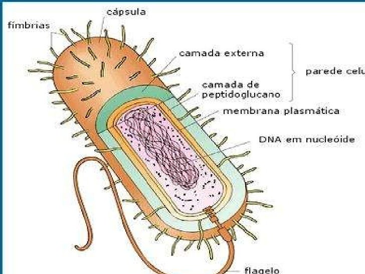 Slide bacterias